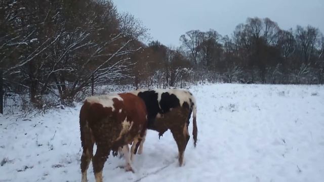 Зимний макияж для быков