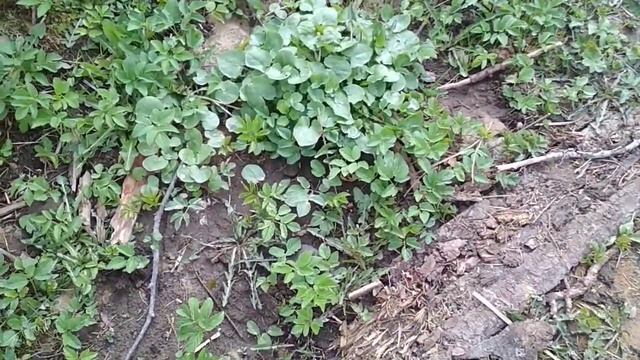 как прыгает мышь