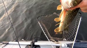 Щука на этот Воблер КЛЮЁТ ВСЕГДА. Щука на спиннинг. Лучшие воблеры на щуку осенью. Ловля на воблеры