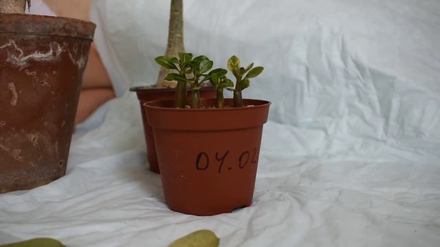 Адениум, почему желтеют листья.