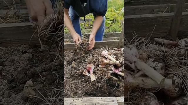 Озимый чеснок. Как мы собираем и подготавливаем для зимнего хранения чеснок. смотреть онлайн