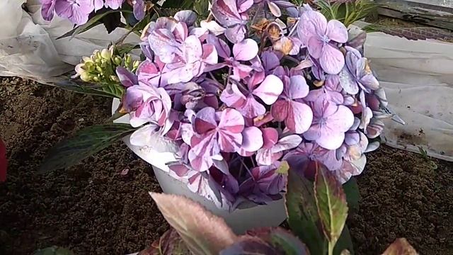 Зимовка Гортензии! Когда укрывать,как сохранить ?