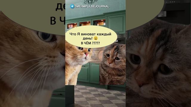 Без вины #мыкотики #разговор #анекдот #шутки #коты #юмор #смешное #прикольно #мемы #cat смотреть онлайн