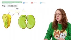 Покрытосеменные | ЕГЭ-2024 по биологии