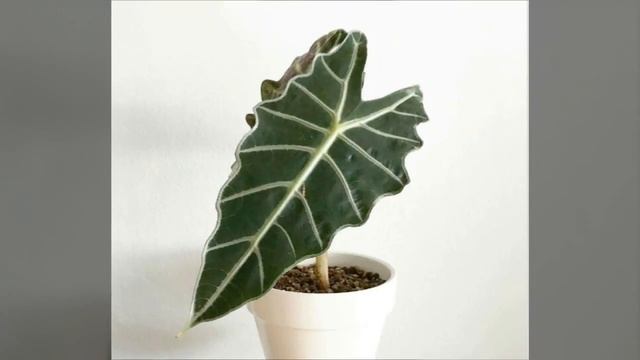 12 самых красивых и неприхотливых комнатных растений, которые сделают ваш дом уютнее смотреть онлайн