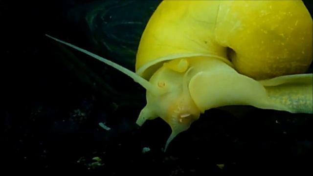 Ампулярия Pomaceaэто крупная, яркая и популярная аквариумная улитка, разговор о кормлении улиток. смотреть онлайн