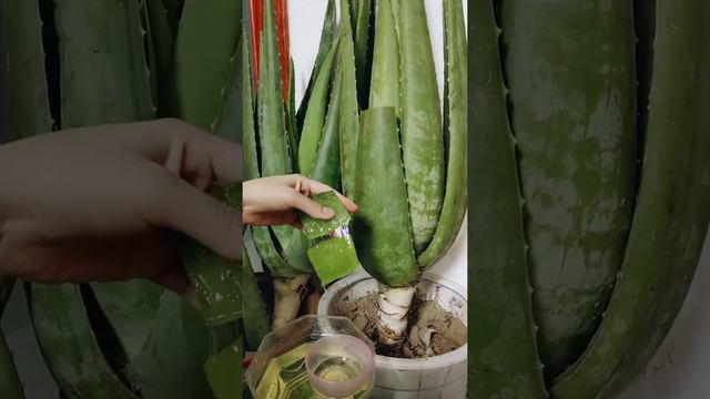 Aloe vera can get out of control when they are grown in the right conditions They take over their смотреть онлайн