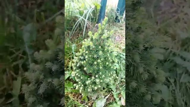 Ëлочка Коника из Пятерочки смотреть онлайн