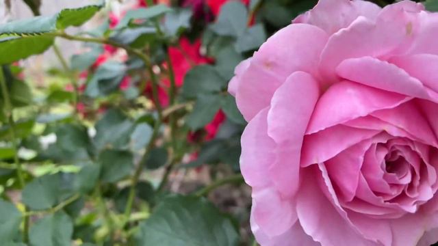 MAID MARION ROSE by David Austin..BN смотреть онлайн