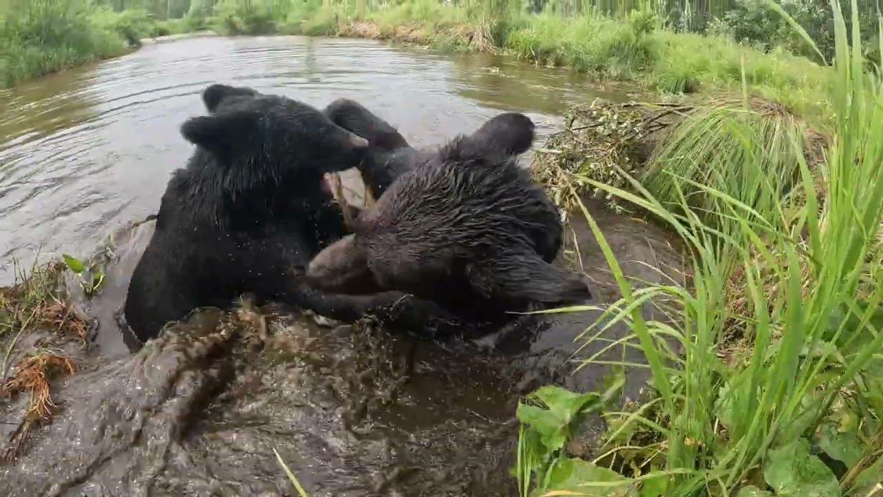 Медведи облюбовали новое озеро для игр. смотреть онлайн