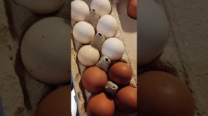 Яйценоскость доминанта в возрасте 2-х лет.