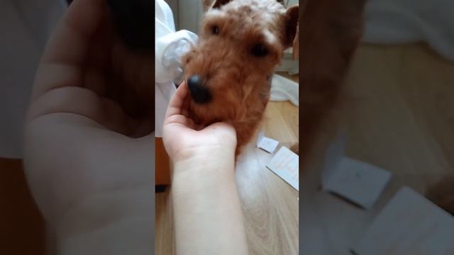 Хеллоуин смотреть онлайн