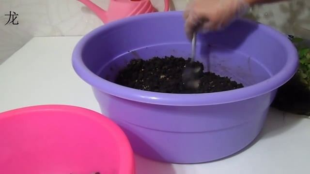 Уход за комнатной розой : пересадка черенков. Цветоводство с Оксаной Валерьевной. смотреть онлайн