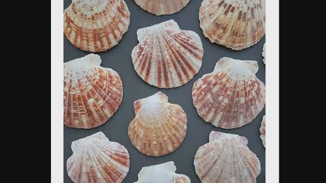 Украшения из ракушек. Виды ракушек. Обзор изделий мастеров. смотреть онлайн