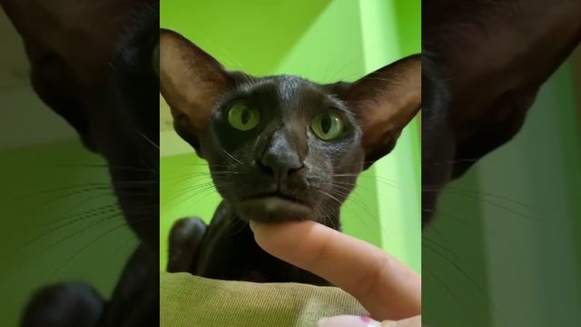Ух какой сердитый котик смотреть онлайн