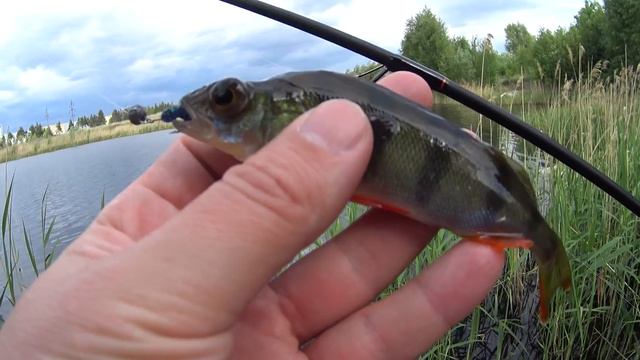 Бюджетный комплект для микроджига смотреть онлайн