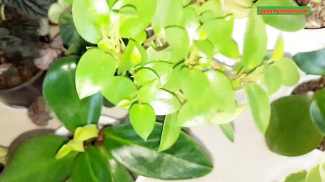 Моя коллекція ПЕПЕРОМІЙ🥰🥰🥰 смотреть онлайн