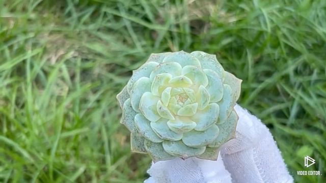 Echeveria Pure Love