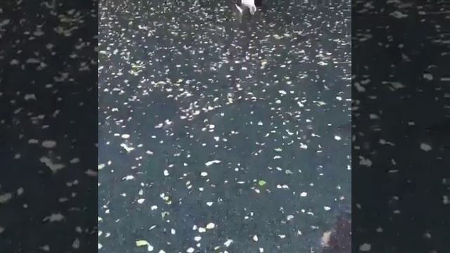 Джек-рассел терьер - почти как футболистI 8(916)702-11-08 Москва смотреть онлайн