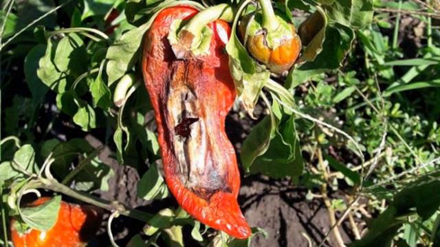 Мы Едим Пищу или Это Нас Съедают?... Горецкий Александр. смотреть онлайн