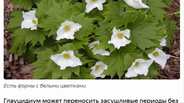 Глауцидиум пальчатый смотреть онлайн