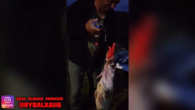 Судак на 12.5 кг. Рыбалка на Каме. Рекордный улов. смотреть онлайн