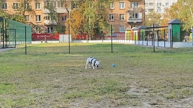 Нашел новую игрушку | Грызет нервно и с агрессией смотреть онлайн