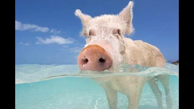 Самые Милые Животные Планеты (Мини Свинки)/Most Cute Animals (mini-pig) смотреть онлайн