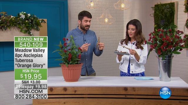 Meadow Valley 8piece Asclepias Tuberosa "Orange Glory" смотреть онлайн