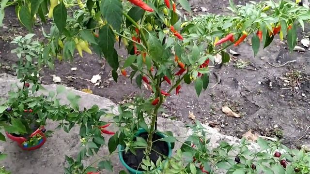 Перец декоративный КОМУ НУЖЕН смотреть онлайн