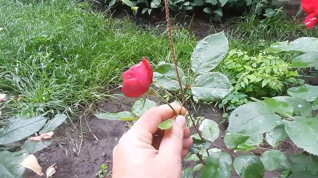 Как работает Гумат из биогумуса (Итог) смотреть онлайн