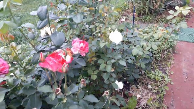 Роза Имка марина и другие. смотреть онлайн