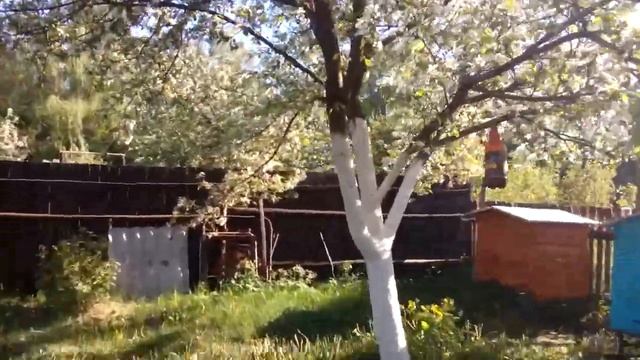 Борьба с Шершнями и Осами на пасеке. смотреть онлайн