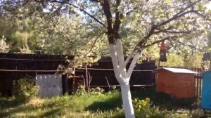 Борьба с Шершнями и Осами на пасеке.