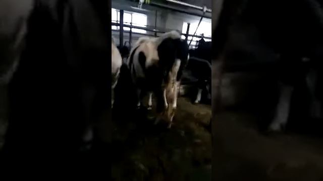 Дойные Коровы продаем. Продажа КРС разных пород коров. agrokros.ru #крс смотреть онлайн