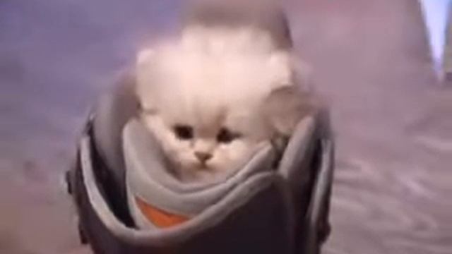 Очень милый котенок с сюрпризом )) смотреть онлайн