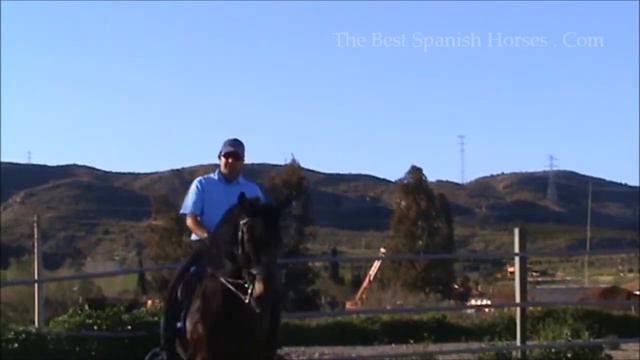Bello XVI - PRE Prix Saint George Gelding (For sale) смотреть онлайн