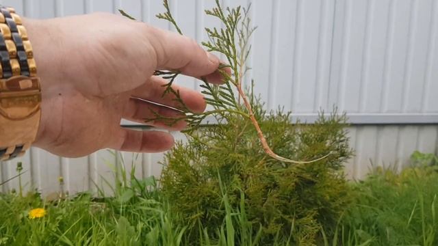 Размножение Туи Смарагд черенками