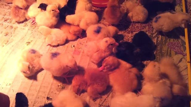 Суточные цыплята разных пород в хозяйстве Хорошо живём смотреть онлайн