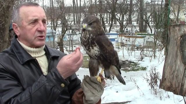 КАНЮК Кормление Канюка Шуляка смотреть онлайн