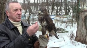 КАНЮК  Кормление Канюка Шуляка