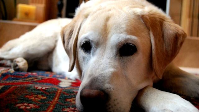 Хозяин выбросил собаку вместе с мусором, но дальше произошло Невероятное! смотреть онлайн