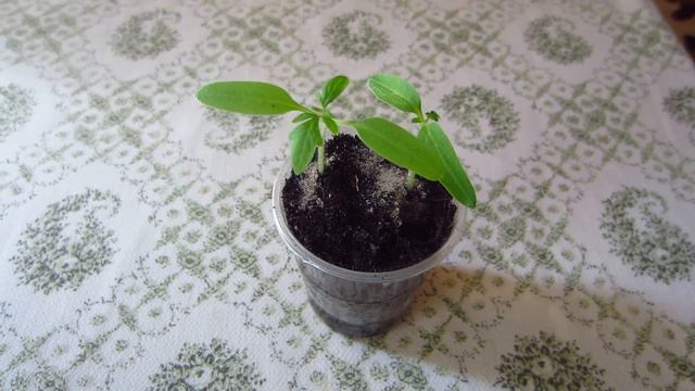 Рассада баклажан ! От А до Я ! От посева семян до высадки в грунт смотреть онлайн