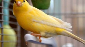 ПЕНИЕ КЕНАРА  Урок 02