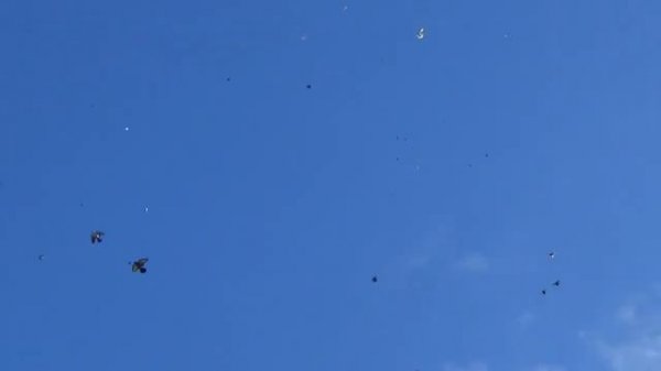 Николаевские голуби 05.02.2021 г.отбор продолжается.