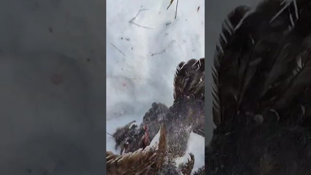 Добыча глухаря зимой #глухарь, #охотанаглухаря смотреть онлайн