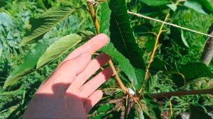 Черешня Стаккато, первый год после посадки (весна 2023), обзор сорта.