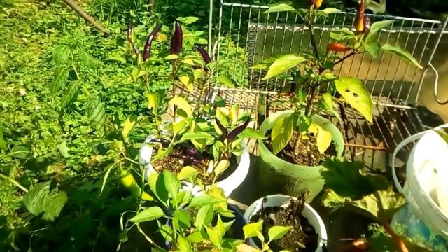 Растюхи земляники Али - Баба. смотреть онлайн