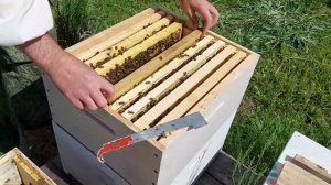 противороевые они же приростные отводки ставим на свои места/сибирский пчелоблог