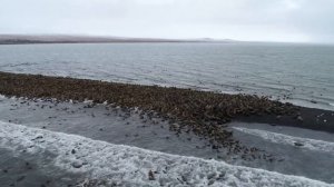 Лежбище моржей у села Рыркайпий и мыса Кожевников 2019г..